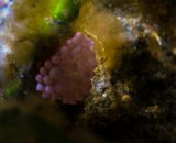 ID Nubby Nudi.jpg
