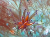 ID WeirdNudi.jpg