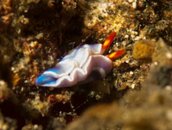 ID Headshield Slug.jpg