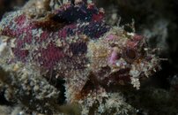 ID Scorpionfish.jpg