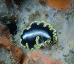 ID Flatworm.jpg