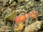 ID Shrimp2.jpg