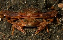 ID Crab Couple.jpg