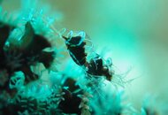 ID Black Coral Shrimp.jpg