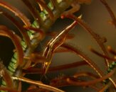 ID Crinoid Shrimp.jpg