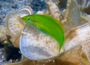 ID Lime Coris.png