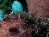 ID WTF Triplefin.jpg