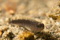 ID Goby.jpg