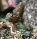 ID Gobygoby.jpg