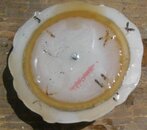 Fig 9 - Diaphragm cover and poppet mold curing top view.jpg