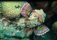 N. Windsock Scorpion Fish.jpg