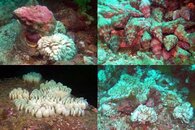 DDDB 587 whelk orgy sm.jpg