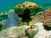 Just-another-day-on-the-Reef-Lauderdale-by-the-Sea-Florida.jpg