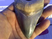 nive tooth.jpg