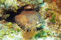 Toadfish.jpg
