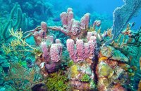 Gorgeous Reef.jpg