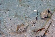 IMG_3329a boxy flounder.jpg