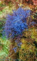 Unknown Blue Stuff-1.jpg