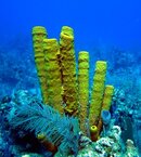 YELLOW TUBE SPONGE.jpg