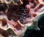 BANDED CORAL SHRIMP.JPG