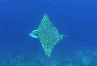 SPOTTED EAGLE RAY.png