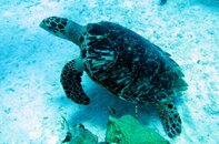 HAWKSBILL TURTLE.JPG