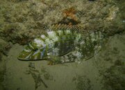 PICT0043.jpg