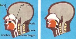 swallowing.jpg