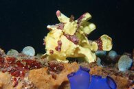 Frogfish.jpg Frogfish.jpg
