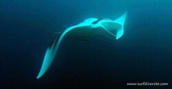 manta1.jpg