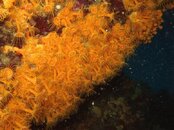 clusteranemone.jpg