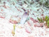 Jawfish (1 of 1).jpg