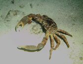 Crab - Thur Night Dive.jpg