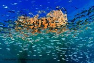 DockAndFishFlyingFB1.jpg