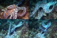 DDDB 589 octopus mating sm.jpg