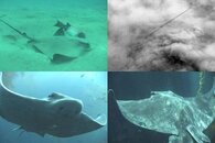 DDDB 590 bat ray season sm.jpg
