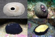 DDDB 591 giant keyhole limpet sm.jpg