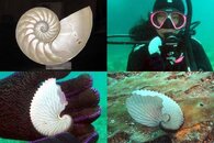 DDDB 593 paper nautilus sm.jpg