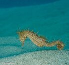 6-6-14 lined seahorse.jpg