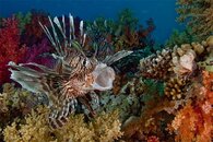 2127l-rascasse-volante-pterois-volitans.jpg