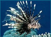 pterois_miles.jpg