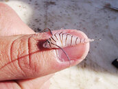 Lionfish-on-Thumb.jpg