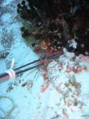 GoodLionfish (1 of 1).jpg