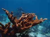 ELK HORN CORAL.JPG