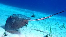 SO STINGRAY.JPG