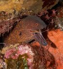 eelwshrimp-0180.jpg