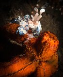 harlequin-0296.jpg