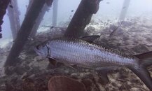 Salt Pier Tarpon.jpg