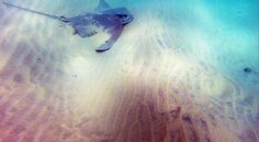 stingray3.jpg