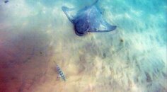 stingray2.jpg